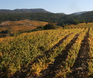 Domaine de Mourchon, vignes en automne