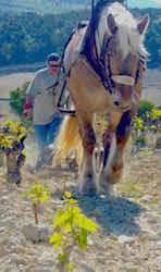 Domaine de Mourchon, travail avec cheval