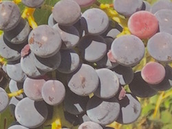 raisins noirs de Séguret